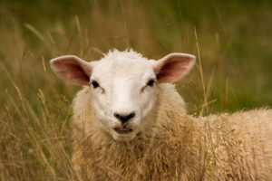 Hentet fra: https://en.wikipedia.org/wiki/Sheep#/media/File:A_sheep_in_the_long_grass.jpg